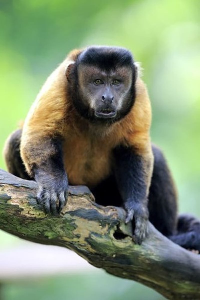 <p>Tufted or Brown Capuchin</p>