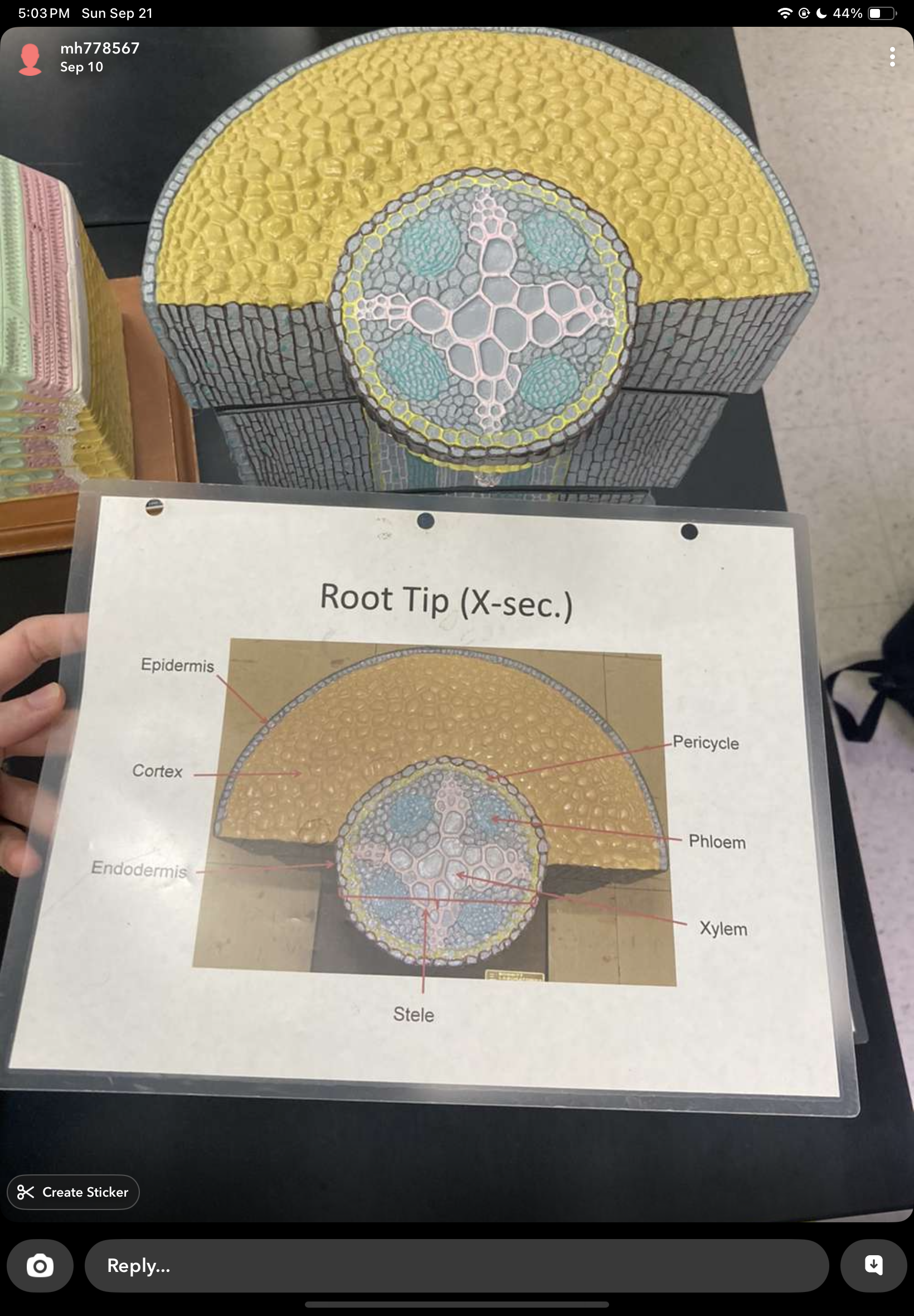 knowt flashcard image