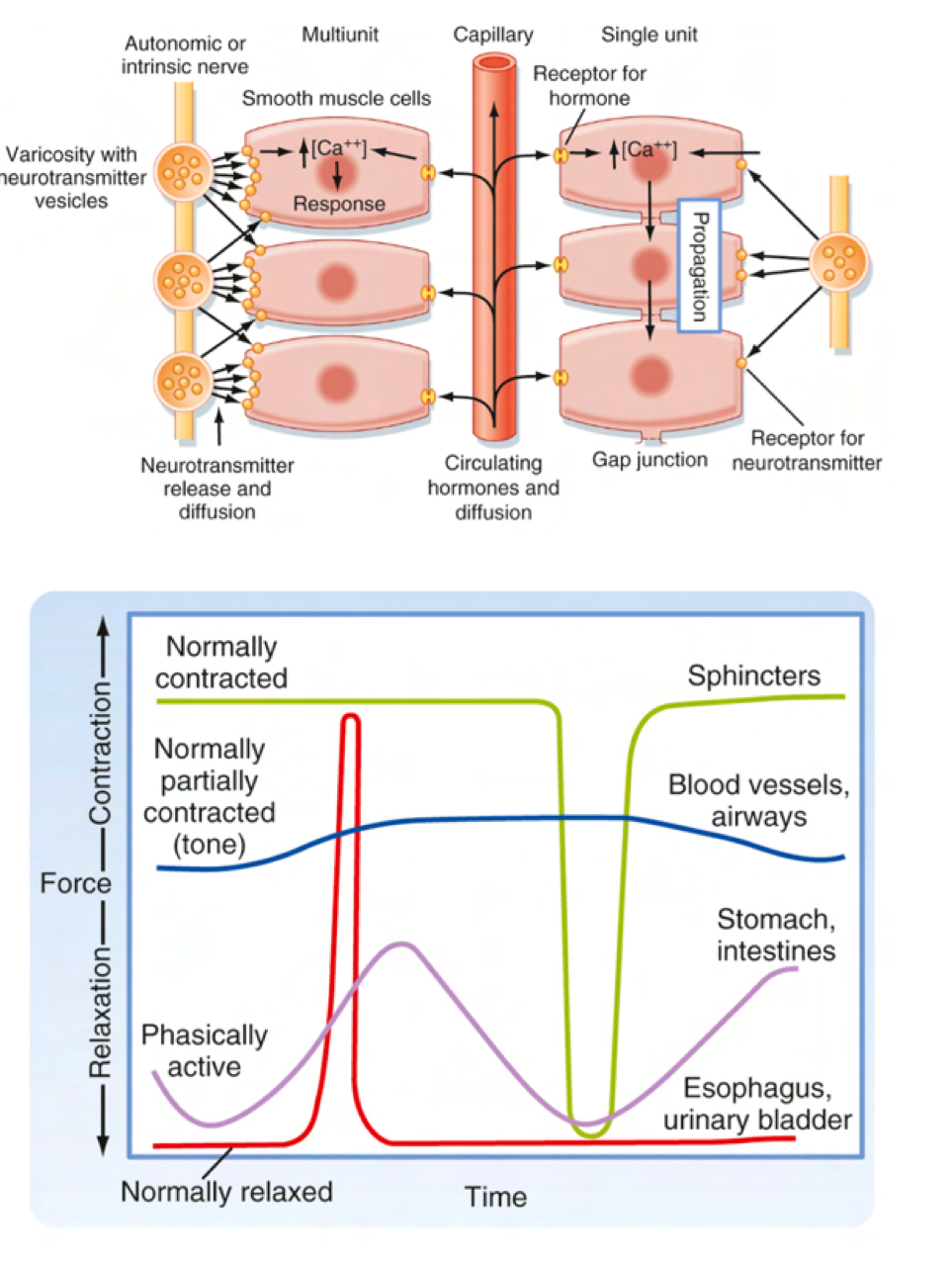 <p>Describe smooth muscle contraction</p>
