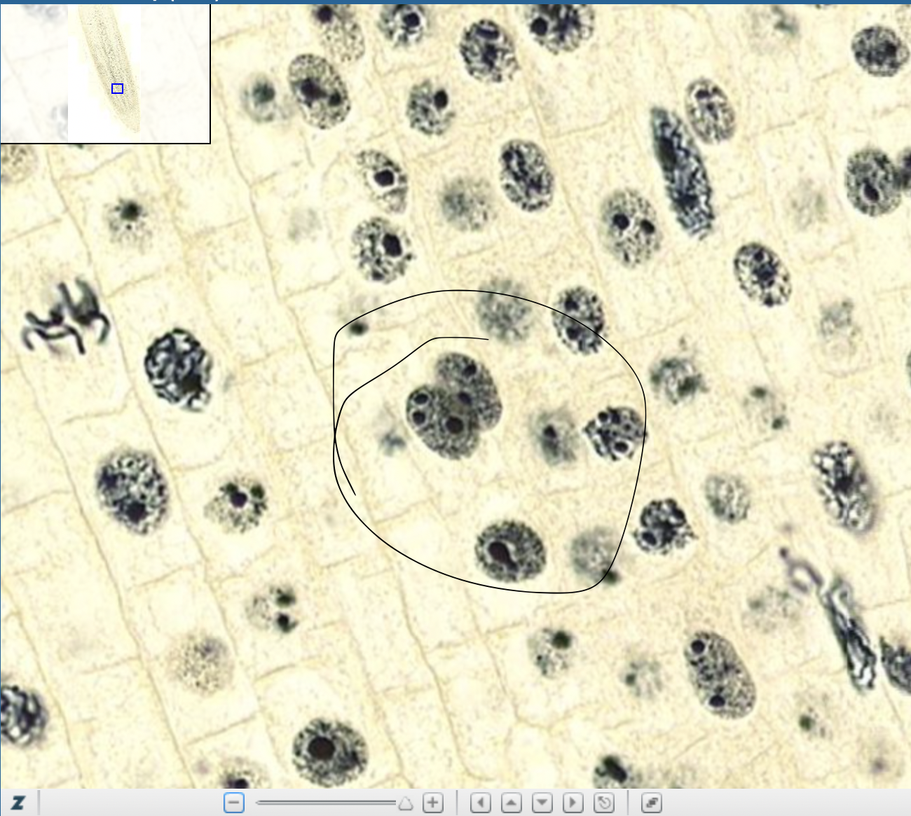 knowt flashcard image