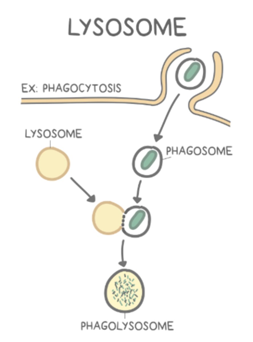 <p>lysosomes</p>