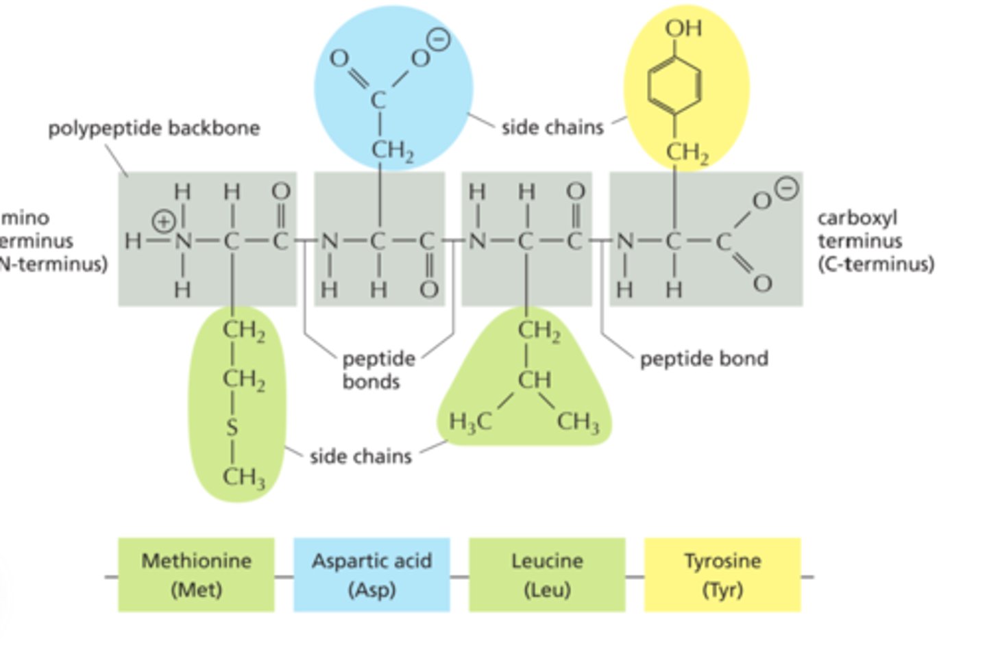 <p>-known as the primary structure of the protein.</p><p>-protein fold and twist, forming into the secondary structure, which is rigidified by hydrogen bonding between the carbonyl oxygens and amide hydrogens in the backbone, i.e. C=O---HN.</p>