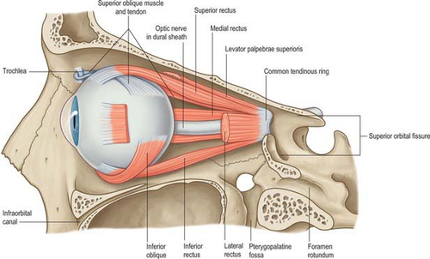 <p>before the superior orbital fissure</p>