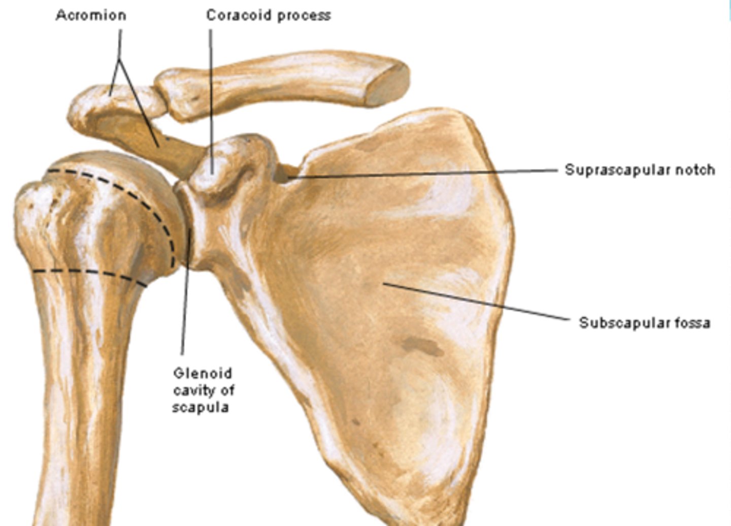 <p>contains the glenoid cavity</p>
