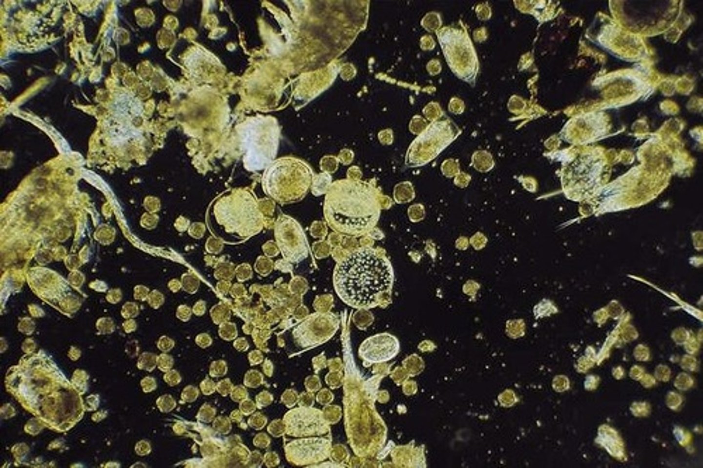 <p>Organisms that float suspended in the water column and have insufficient swimming apparatus to avoid transport by ocean currents.</p>