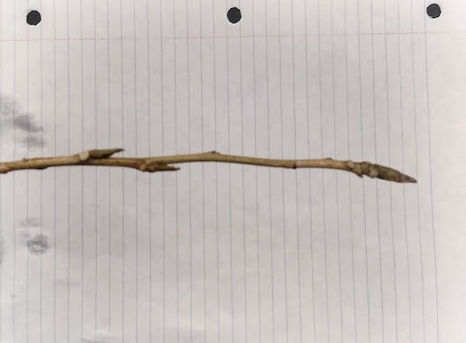 <p>lustrous brown sticky buds, 1/2 -3/4” long, laterals appressed and flattened, terminal as 6-7 scales, siny; stour yellowish to brown twig</p>