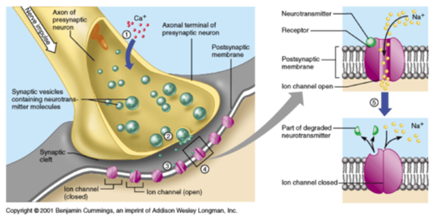 <p>Tiny gaps between neurons, where neurotransmitters pass signals from one neuron to the next.</p>