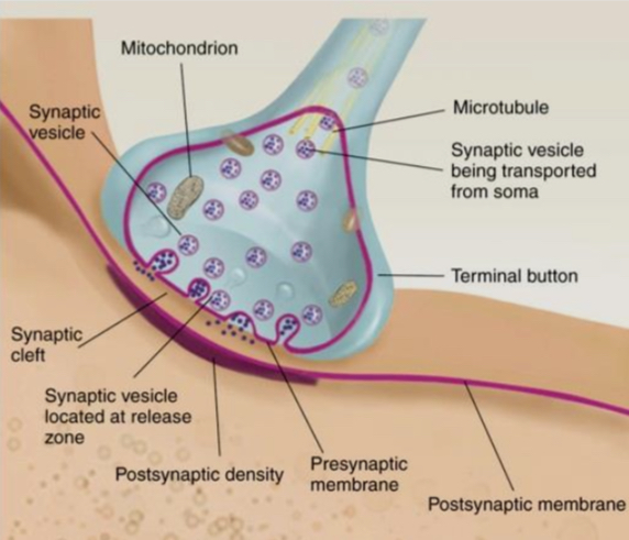 <ul><li><p>synaptic vessel; contains neurotransmitters dock at the presynaptic membrane</p></li><li><p>Axon terminal: end of the axon</p></li><li><p>Presynaptic membrane: where the neurotransmitters are released</p></li><li><p>Synaptic cleft: the space between the pre and postsynaptic membranes where neurotransmitters are released</p></li><li><p>Postsynaptic membrane: the area where neurotransmitters diffuse across from the synapse and where they can actrice receptors in the postsynaptic density </p></li></ul><p></p>