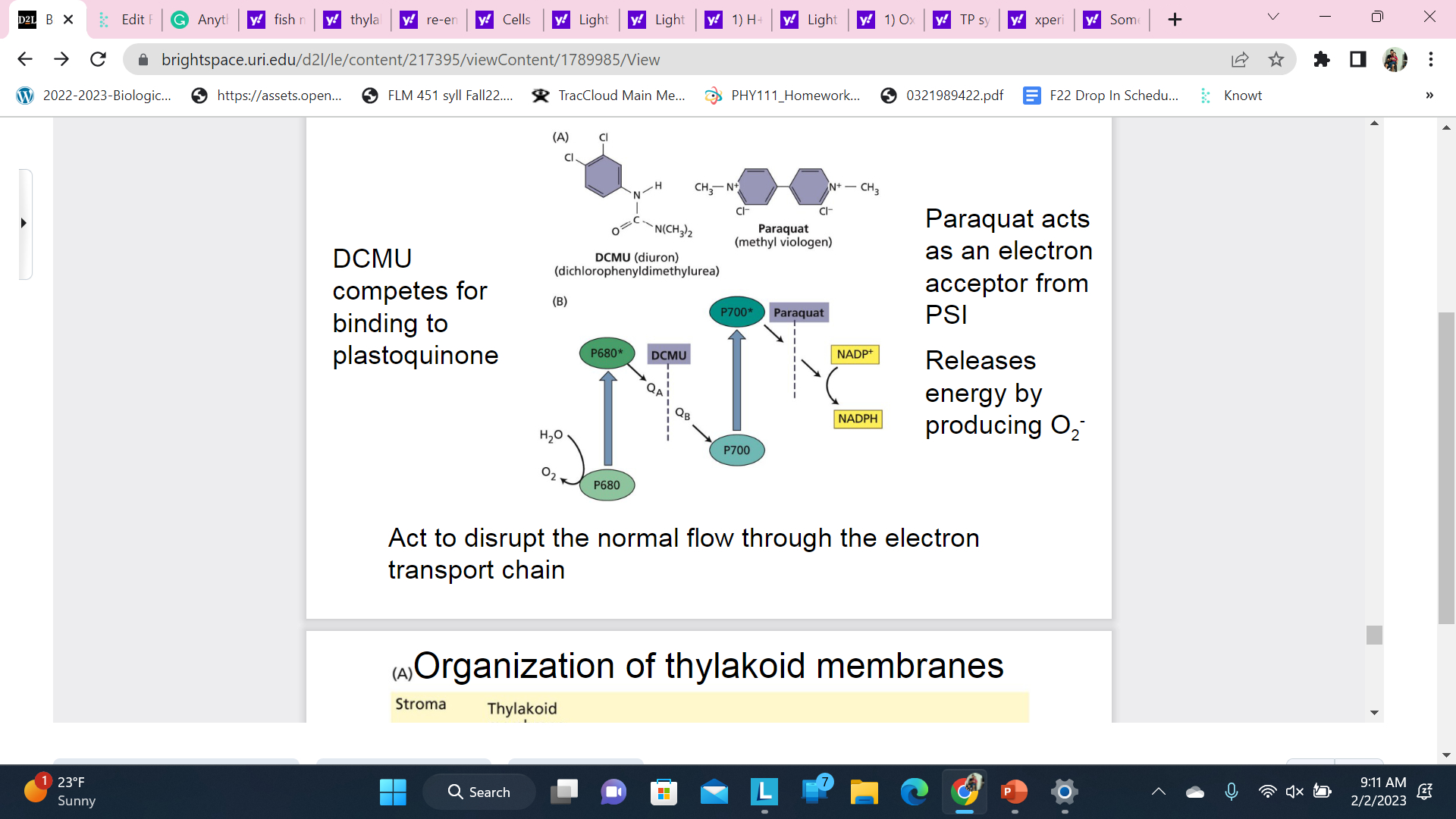 DMCU blocks the transition

\
Produces free radicals