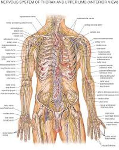 <p>the body's speedy, electrochemical communication network, consisting of all the nerve cells of the peripheral and central nervous systems.</p>