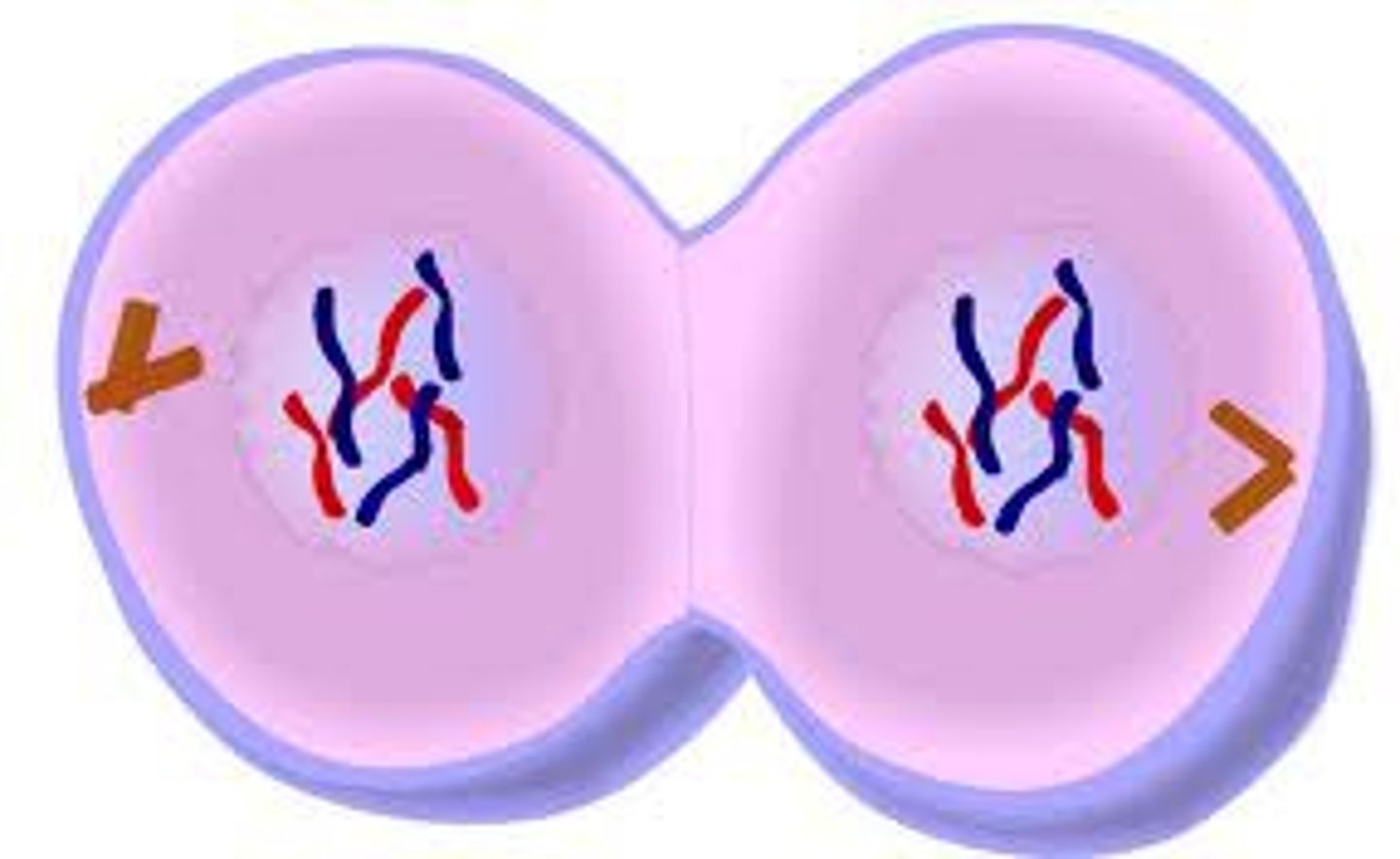 <p>A nucleolus forms in each side. <br><br>A new nuclear membrane forms around each new set of chromosomes, each with the same number of chromosomes as the original cell.<br><br>Cytokinesis finishes the process by splitting the cell in 2. <br><br>The division cycle begins again with Interphase</p>