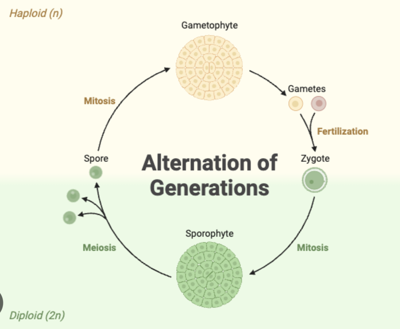 <p>plants that have both a multicellular diploid phase (sporophyte) and multicellular haploid phase (gametophyte) </p>