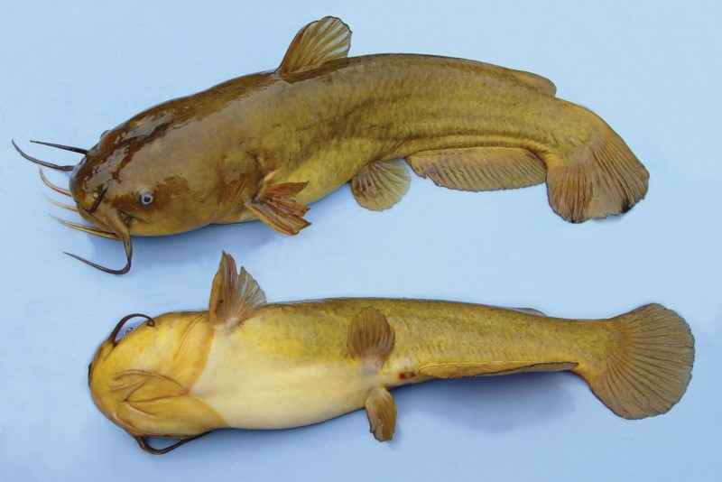 <p>Yellow bullhead - Family?</p>