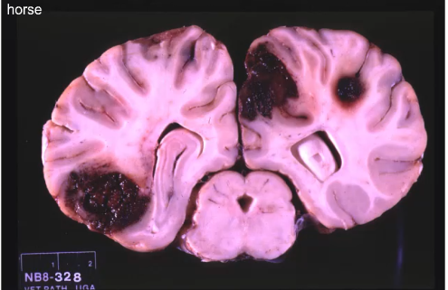 <p>the blood stream</p><p></p><ol><li><p>ruminants, horses, dogs</p></li><li><p>fungal organism that has a tropism for blood vessels; organism enters CNS via bloodstream, may start as a localized infection in the respiratory system, mammary gland, kidney</p></li><li><p>causes destruction of blood vessel wall = hemorrhage, thrombosis, edema</p></li></ol><p></p>