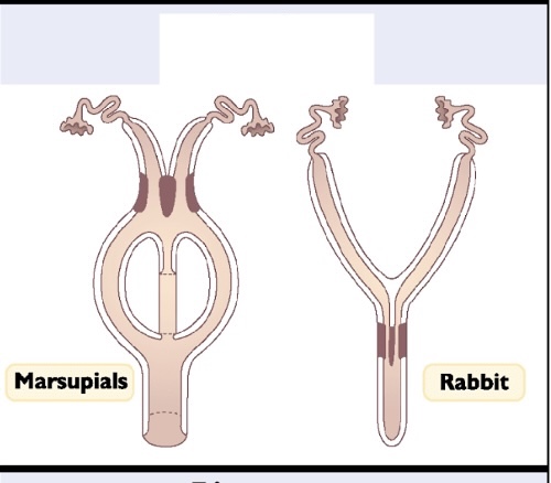 <p>Uterus that has two cervical openings</p><p>IN PIC</p><p>-Maruspials have 2 vaginal openings</p><p>-rabbits have single vaginal opening</p>