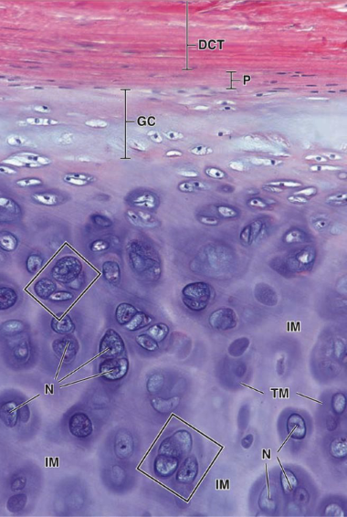 <p>hyaline cartilage main cell types + cartilage?</p>