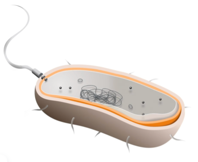 <p>Lack membrane-bound organelles</p><p>has no nucleus </p>