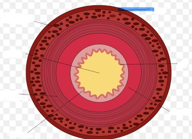 <p>Welk deel van de doorsneden vd dunne darm is hier aangeduid</p>