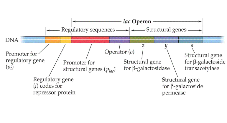 <ul><li><p><span>Regulatory sequence used to regulate genes and their products&nbsp;</span></p></li><li><p><span><strong>Only prokaryotes use operons to regulate genes and their products</strong></span></p></li></ul><p></p>