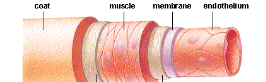 <p>blood vessel that carries blood away from the heart</p>