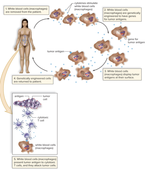 <ol><li><p>Immunotherapy</p></li></ol><ul><li><p>Use the body’s immune system to attack tumors</p></li></ul><ol start="2"><li><p>Genome Editing</p></li></ol><ul><li><p>Remove and replace cancer-causing genes</p></li></ul>