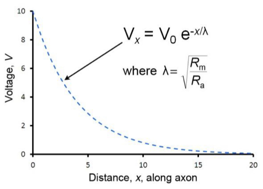 <p>Distance over which the voltage change caused by an injection of current at distance x=0 decays to 37% (1/e) of its original value.</p>