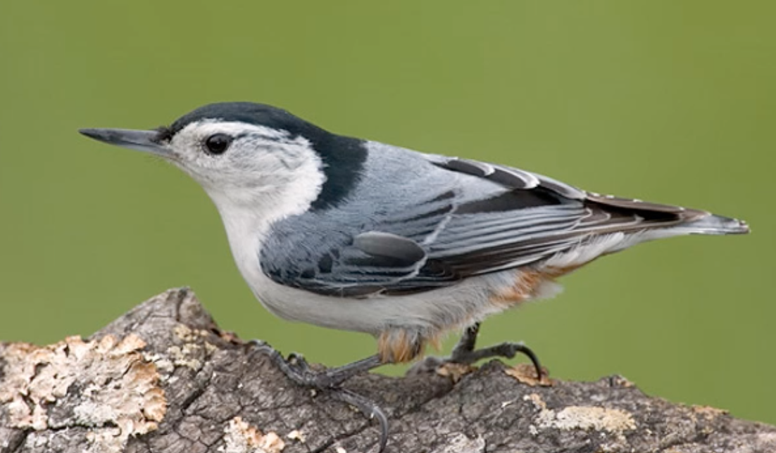 Light blue-gray color above with black crown and nape
