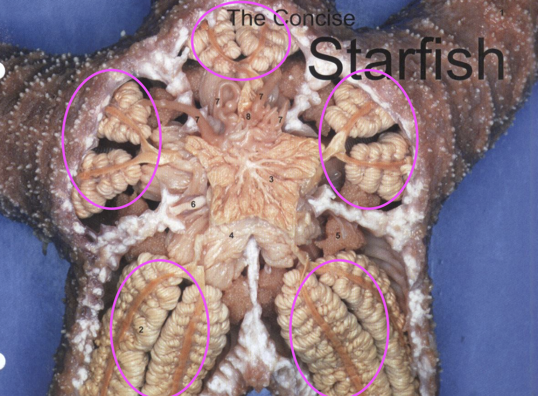 <p>Starfish: runs down arms, used for digestion</p>