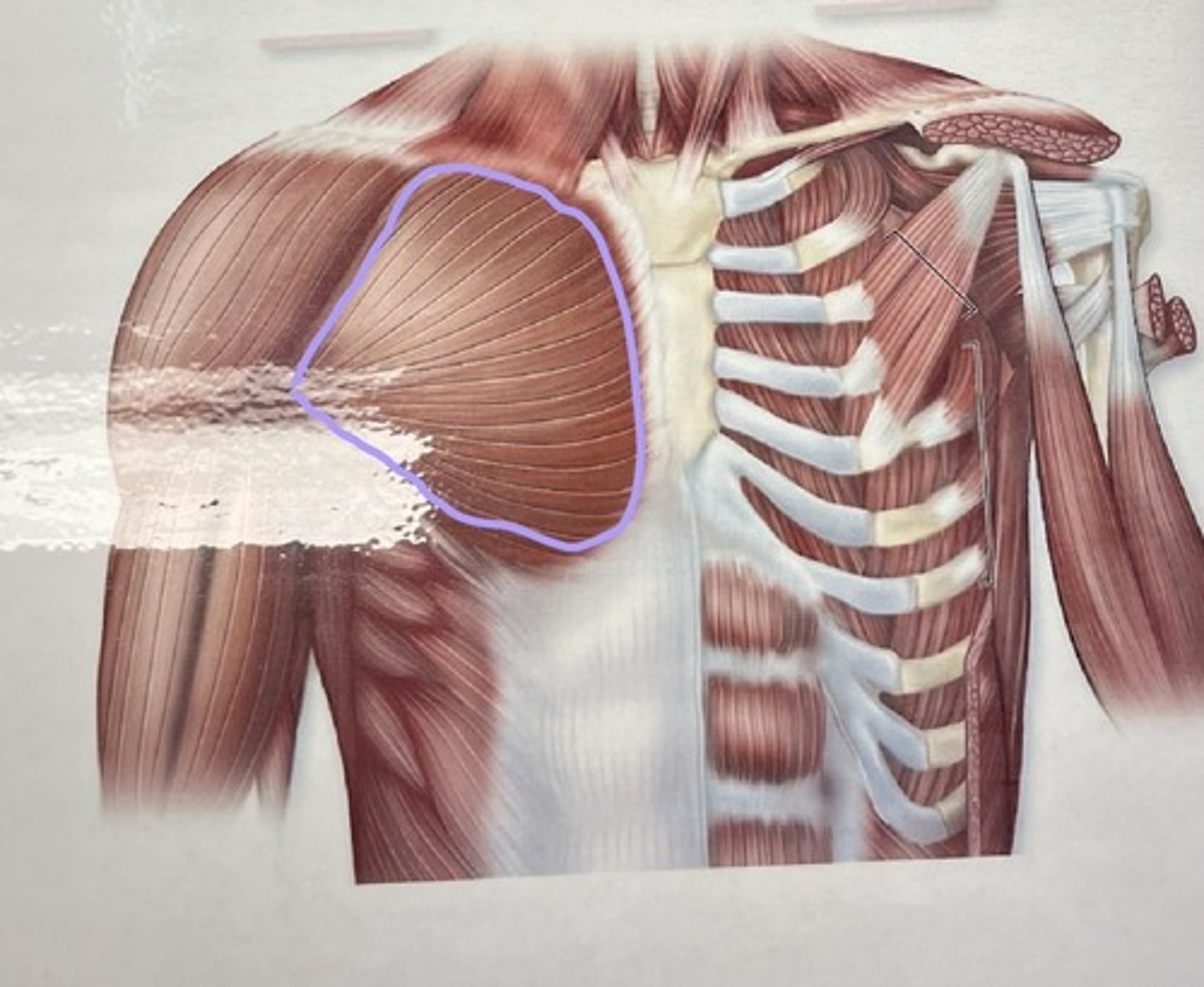 <p>Big chest muscle</p>