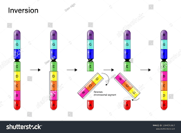 <p>What is the chromosomal abnormality of inversion? </p>