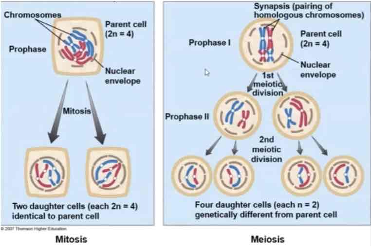 <p>MEIOSIS II</p><p></p><p></p>
