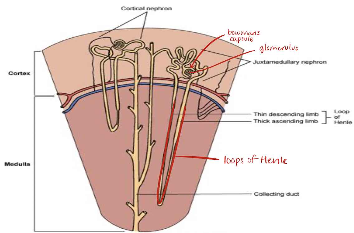 <ul><li><p>located in medulla</p></li><li><p><span style="color: yellow;">portion of renal tubule lying between proximal and distal convoluted portion</span></p></li><li><p><span style="color: yellow;">reabsorption of fluid, sodium, chloride occurs here and in proximal convoluted tubule</span></p></li></ul><p></p>