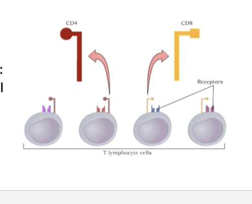 <p><span><span>T-cells components</span></span></p>