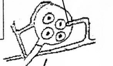 <p>The growth of tubular processes toward the oogonia are called? (Structure being pointed to)</p>