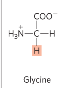 <ul><li><p>Gly, G</p></li></ul><p></p><p><u>Features: </u></p><ul><li><p>the simplest a.a, R group is H </p></li><li><p>the only archiral a.a </p></li><li><p>technically not really alipathic or hydrophobic (but closet catergory, so we put it here: <strong>non-polar and aliphatic</strong>) </p></li></ul><p></p>