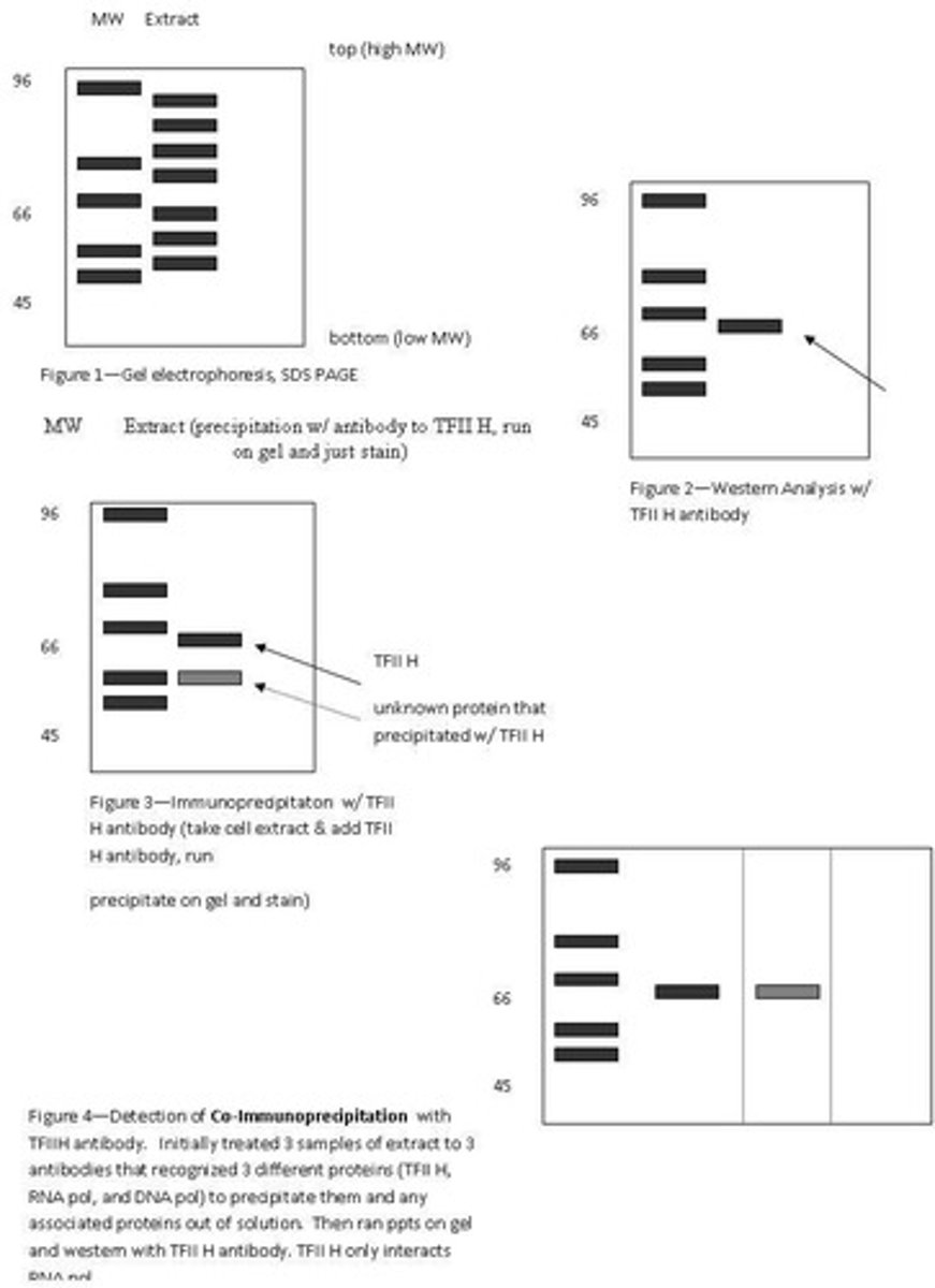 <p>Detection of specific proteins using antibodies.</p>