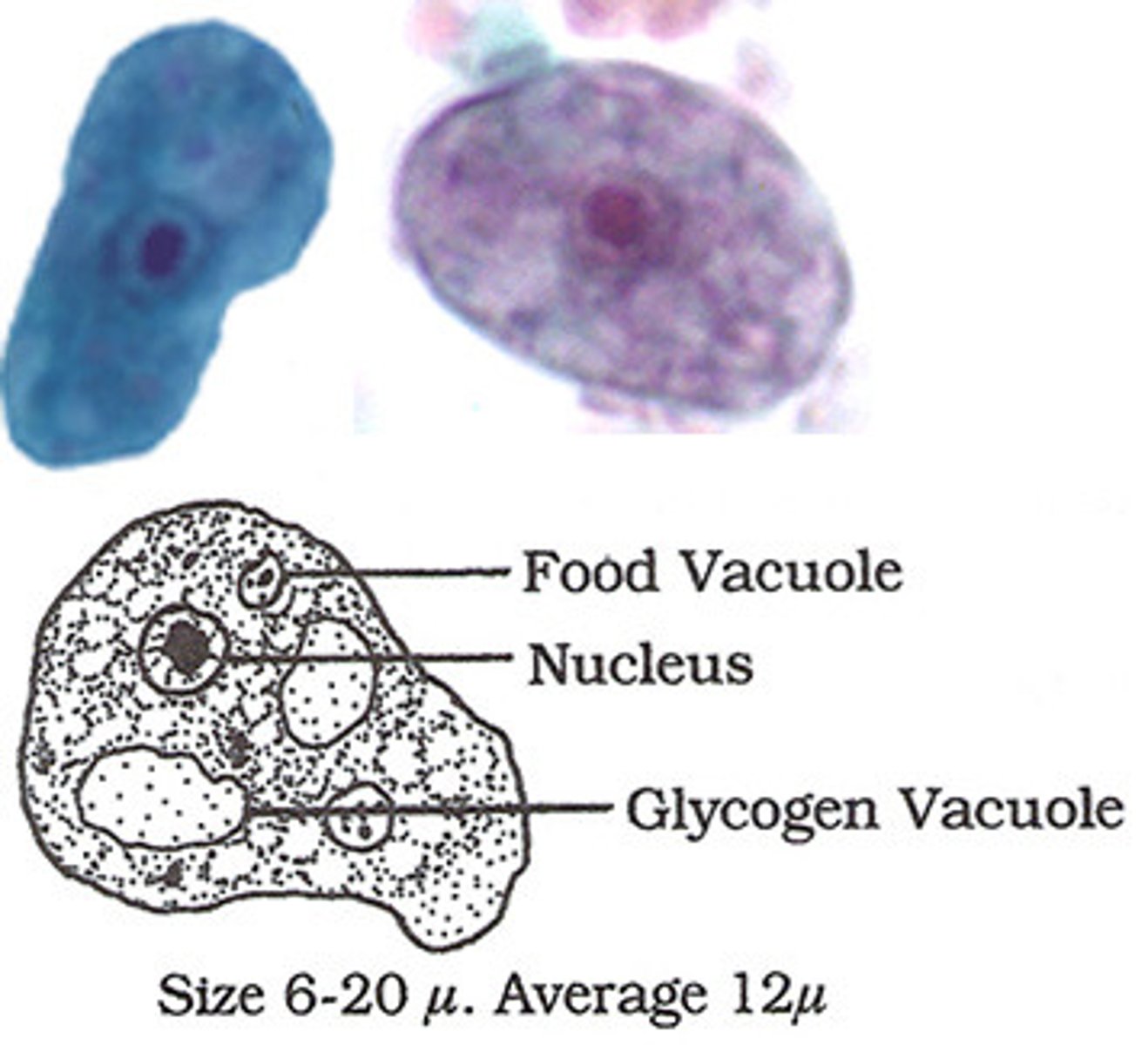 <p>*has visible glycogen vacuoles</p>