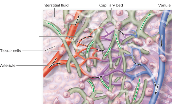 <p>closed ended tubes interspersed among blood capillary beds; overlapping endometrial cells = one way flaps</p>