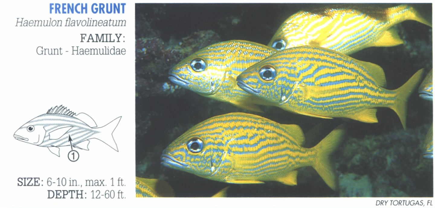 <p><span>1. Yellow stripes below lateral line set on diagonal.</span></p>