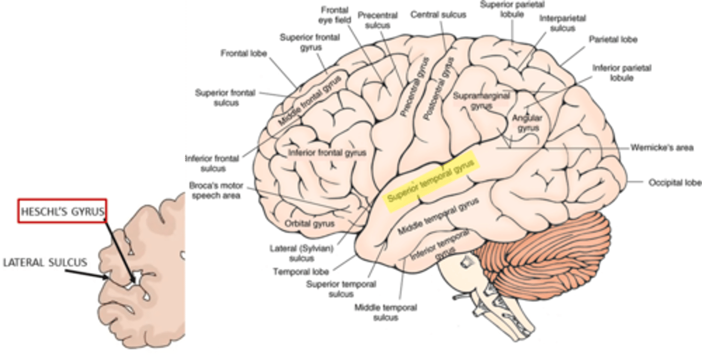 <p>superior temporal gyrus</p>