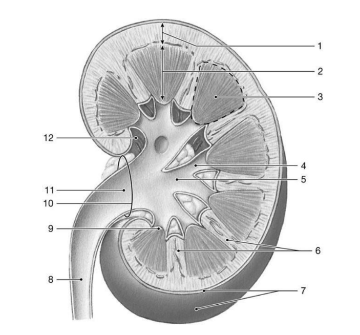 <p>59) Identify the structure labeled "3."</p><p>A) renal sinus</p><p>B) fibrous capsule</p><p>C) renal pyramid</p><p>D) renal papilla</p><p>E) renal column</p>