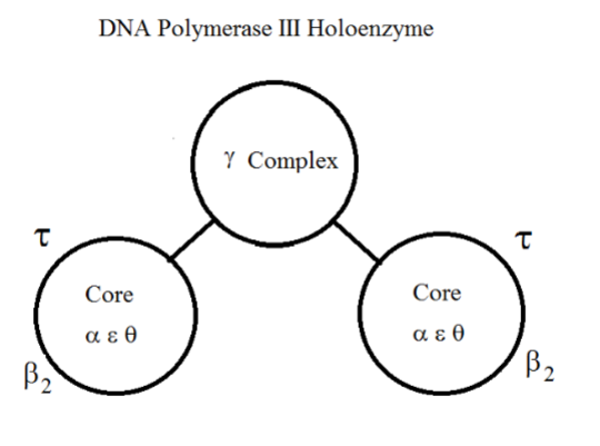 <ul><li><p>2 β-dimer subunits keep core bound to DNA.</p></li><li><p>Gamma, delta, delta’, chi (x), psi subunits in the gamma complex to bridge both cores.</p></li></ul><p></p>