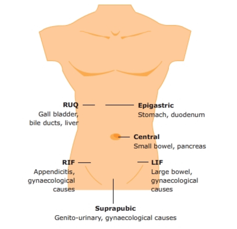 <p>Pubic area</p>