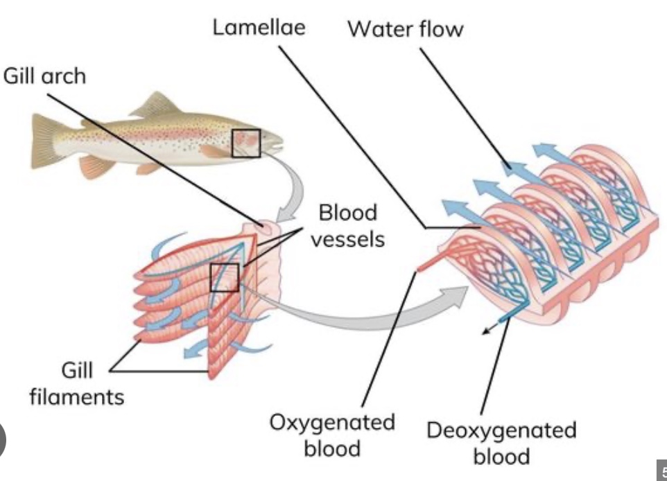 <p>fish gill anatomy</p>