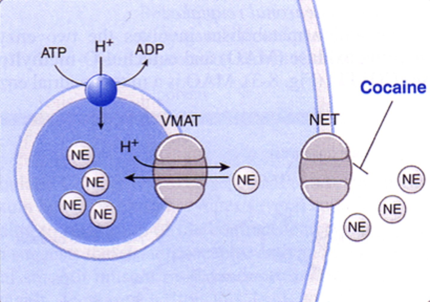 <p>- blocks the NET transporter, increasing [NE] in the NMJ</p>