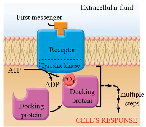 <p>autophosphorylates or self phosphorylates tyrosine amino acid residues on the receptor</p>