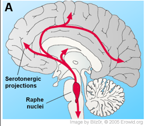 <p>serotonergic neurons that send extensive projections to the forebrain</p><p></p>