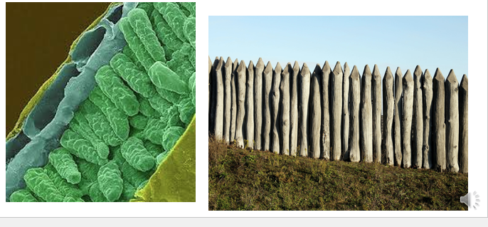 <p>Long cells on the top of leafs; responsible for most of photosythesis; very packed together</p>