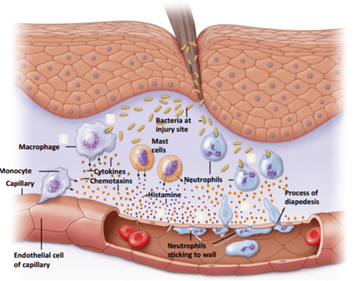 <p>Immunity that is Rapid, cell-based, general elimination of pathogens and/or infected cells</p>
