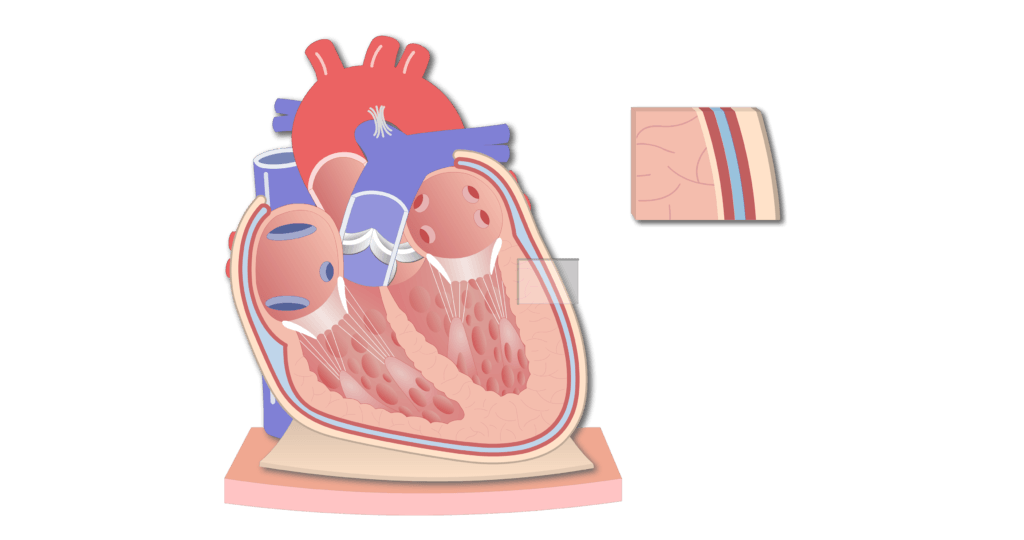 <p>What is being pointed at? the membrane <span><u>enclosing</u></span> the heart, consisting of an outer <span><u>fibrous</u></span> layer and an inner double layer of <span><u>serous</u></span> membrane.</p>
